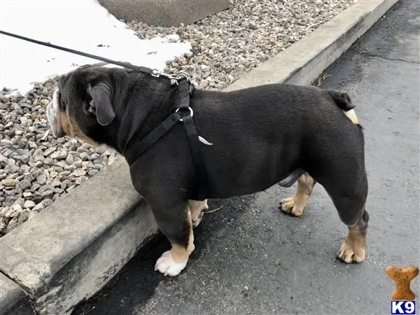 English Bulldog stud dog