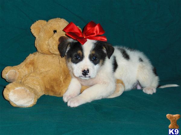 great pyrenees lab mix puppies for sale mixed breed puppy for sale lab great pyrenees mix puppies 7 years great pyrenees lab mix puppies for sale mixed breed puppy for sale lab great pyrenees mix puppies 7 years
