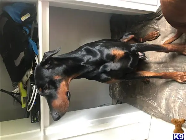 Doberman Pinscher