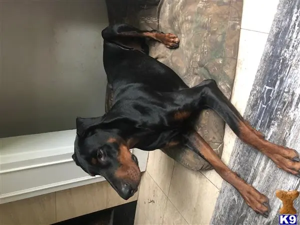 Doberman Pinscher stud dog