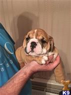 english bulldog puppy posted by sweetest23