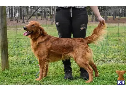 Golden Retriever stud dog: a golden retriever dog standing on grass