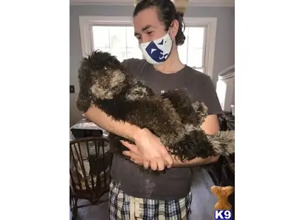 Goldendoodles stud dog: a person holding a stuffed animal