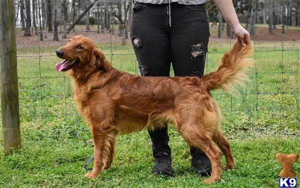 Golden Retriever stud dog: a golden retriever dog standing on grass