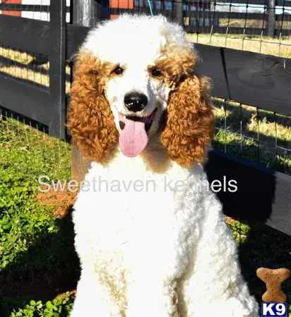 Goldendoodles stud dog: a goldendoodles dog with its tongue out