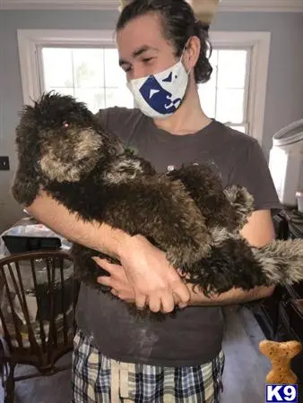 Goldendoodles stud dog: a person holding a stuffed animal
