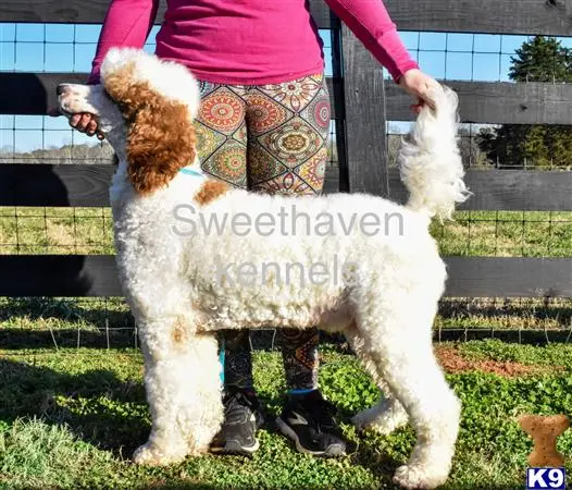 Goldendoodles stud dog: a goldendoodles dog standing on a white goldendoodles dog