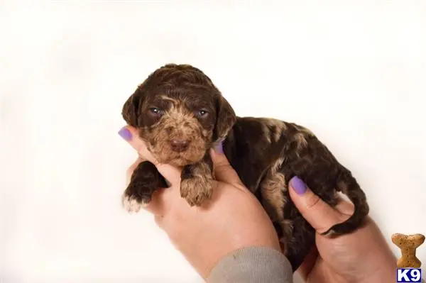Goldendoodles stud dog: a person holding a goldendoodles puppy