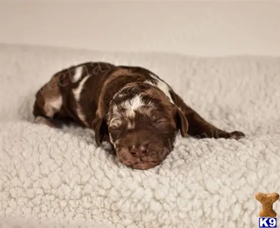 Goldendoodles stud dog: a goldendoodles dog lying on a bed
