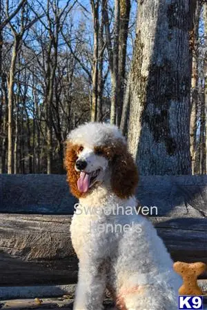 Poodle stud dog: a poodle dog sitting on a bench