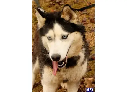Siberian Husky