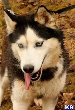 Siberian Husky female dog