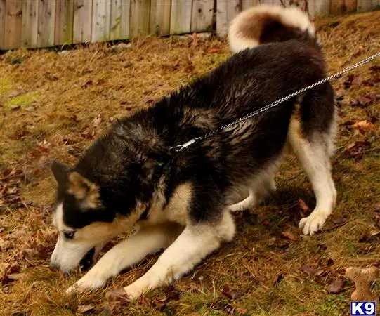 Siberian Husky female dog
