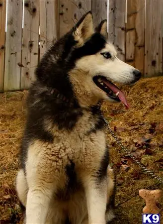 Siberian Husky female dog