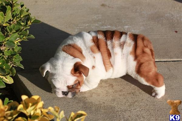 english bulldog puppy posted by sweetyorkiekisses