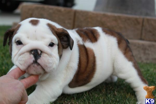 english bulldog puppy posted by sweetyorkiekisses