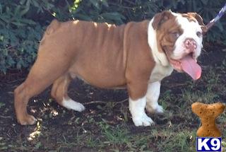 English Bulldog