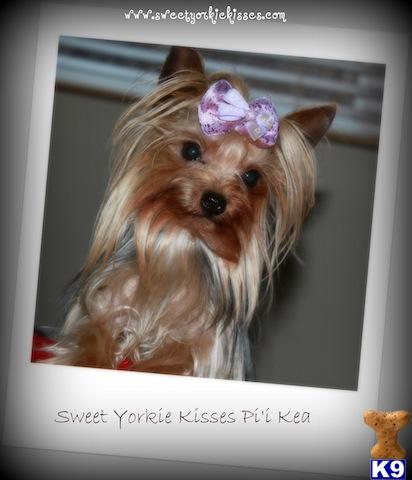 Yorkshire Terrier stud dog