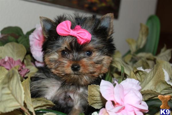 Yorkshire Terrier stud dog