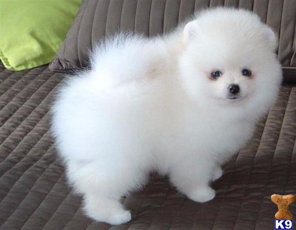 orange and white pomeranian pomeranian puppy for sale akc orange and white pom puppy 9 months orange and white pomeranian pomeranian puppy for sale akc orange and white pom puppy 9 months
