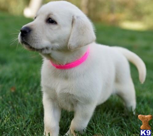 labrador puppies for sale in california labrador retriever puppies for sale in california labrador puppies for sale in california labrador retriever puppies for sale in california
