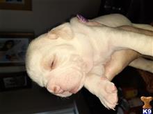 alapaha blue blood bulldogs puppy posted by swtstef42
