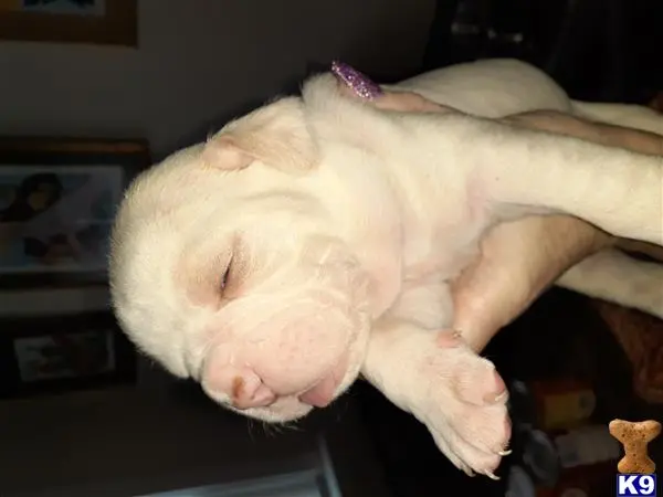 Alapaha Blue Blood Bulldogs puppy for sale