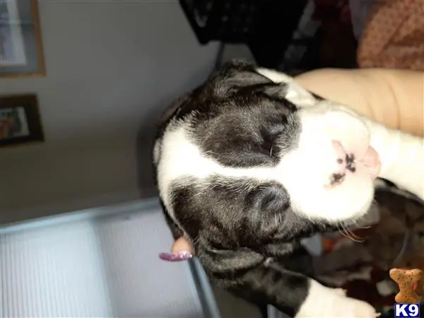 Alapaha Blue Blood Bulldogs puppy for sale