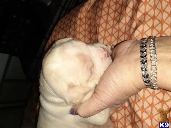 Alapaha Blue Blood Bulldogs puppy for sale