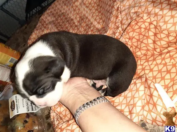 Alapaha Blue Blood Bulldogs puppy for sale