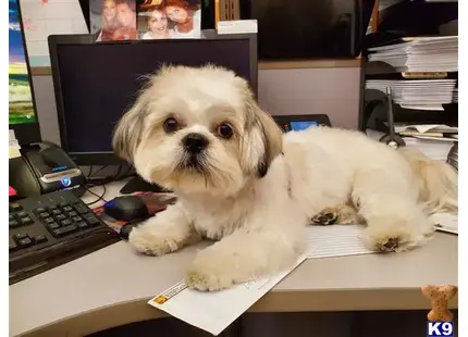 Shih Tzu