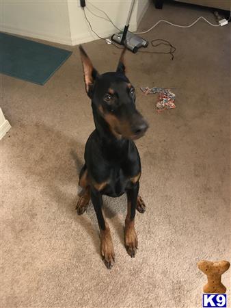 Doberman Pinscher