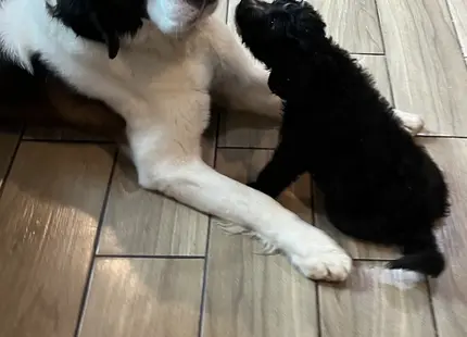 Saint Bernard stud dog: Saint Bernard lying down with a small black puppy