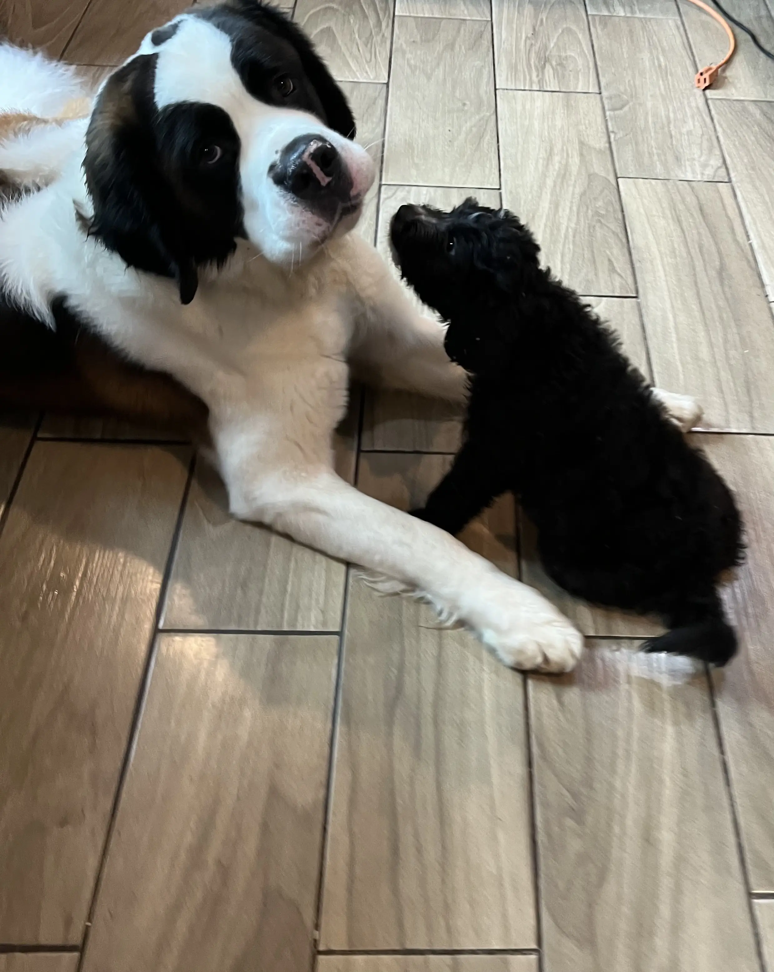Saint Bernard stud dog: Saint Bernard lying down with a small black puppy