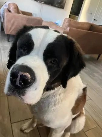 Saint Bernard stud dog: Saint Bernard with a white and brown coat, sitting indoors
