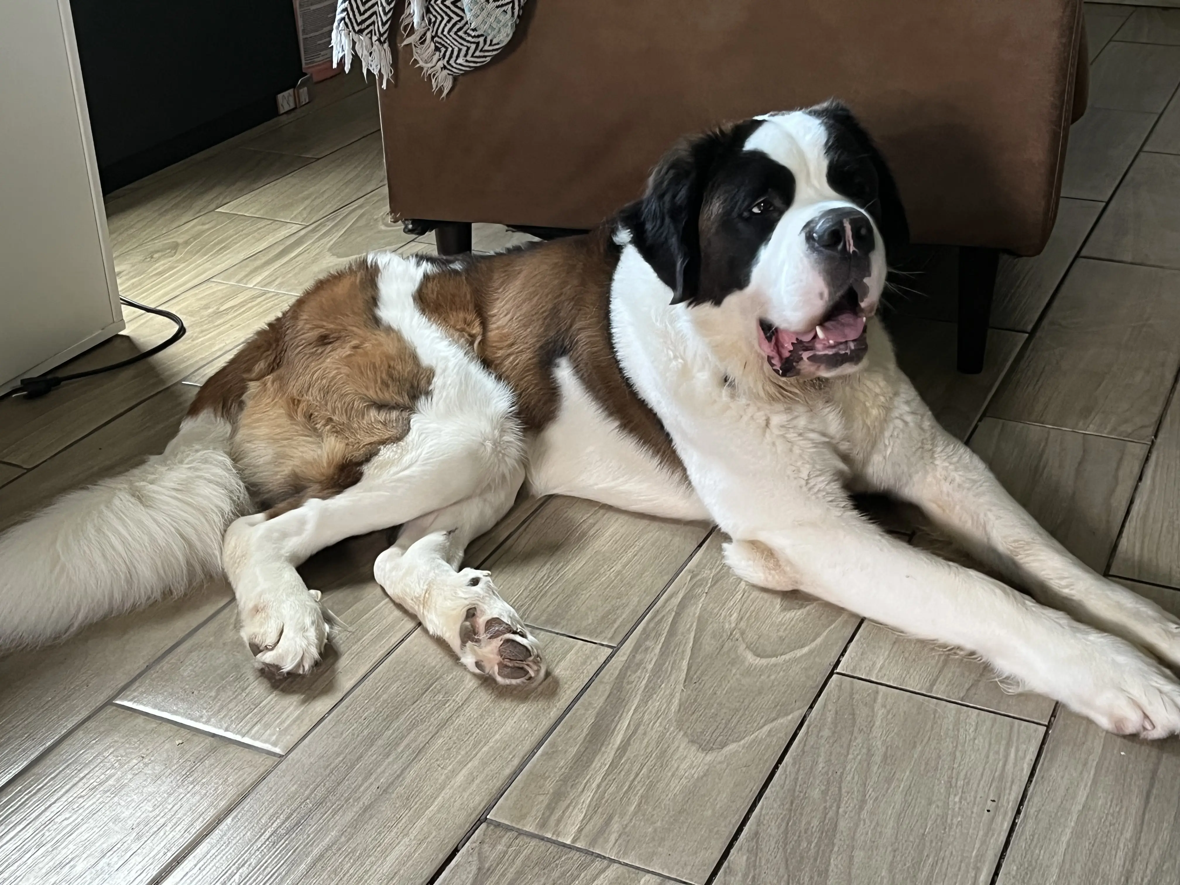 Saint Bernard stud dog: Fluffy brown and white Saint Bernard lying on tiled floor