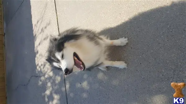 Siberian Husky stud dog