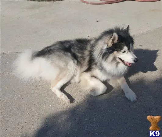 Siberian Husky stud dog