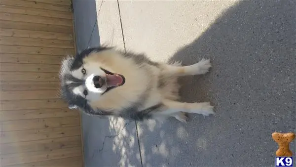 Siberian Husky stud dog