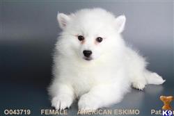American Eskimo Dog