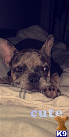a french bulldog dog lying on a bed