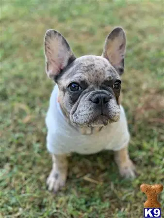 French Bulldog stud dog