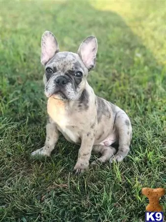 French Bulldog stud dog