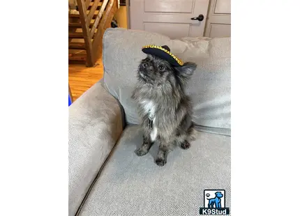 a pomeranian dog wearing a hat