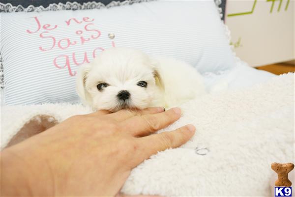 Maltese puppy for sale