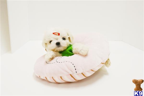 Maltese puppy for sale