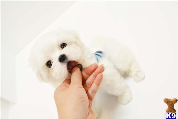 Maltese puppy for sale
