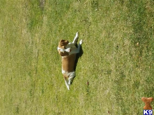 Beagle dog