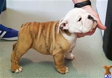English Bulldog