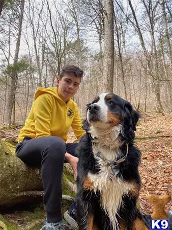 Bernese Mountain Dog stud dog